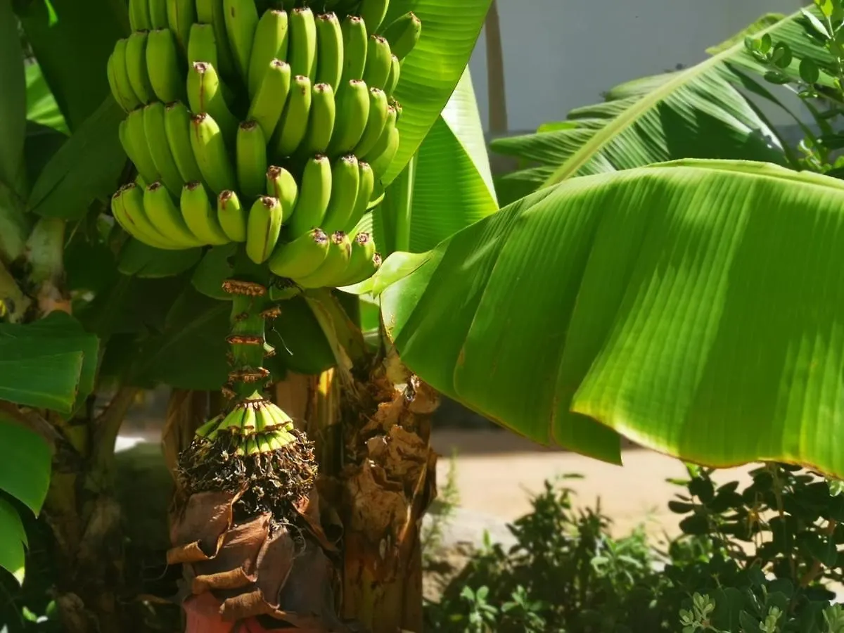 Brand New Apartment Surrounded By Tropical Gardens! Palm-mar 0*,
